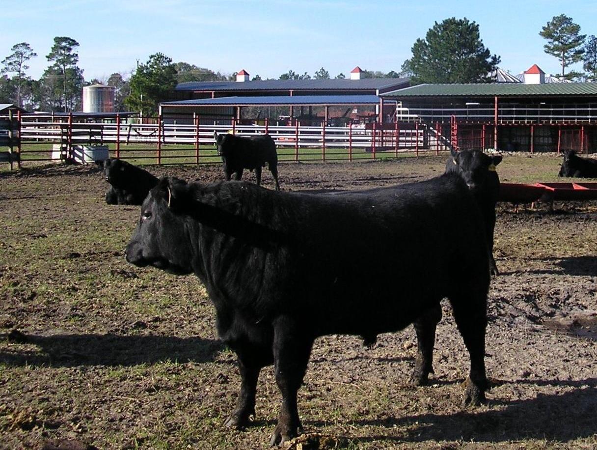 For In Angus Cattle Georgia Sale Black For In Angus Cattle Georgia Sale Black